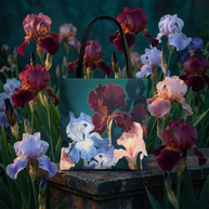 Iris Abstract - Tote Bag